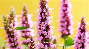Agastache - credit: Plantipp
